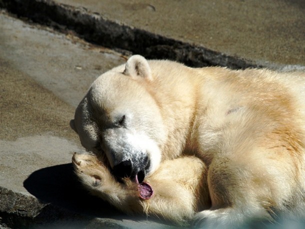Интересные факты из жизни полярных медведей Интересные факты из жизни полярных медведей