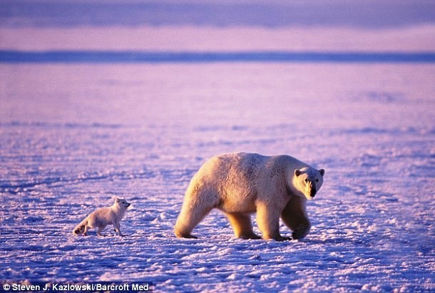 Интересные факты из жизни полярных медведей Интересные факты из жизни полярных медведей