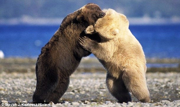 Интересные факты из жизни полярных медведей Интересные факты из жизни полярных медведей