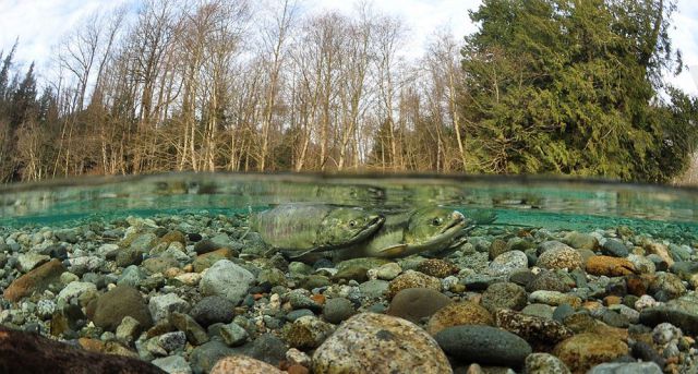 Прикольные картинки (62 фото)