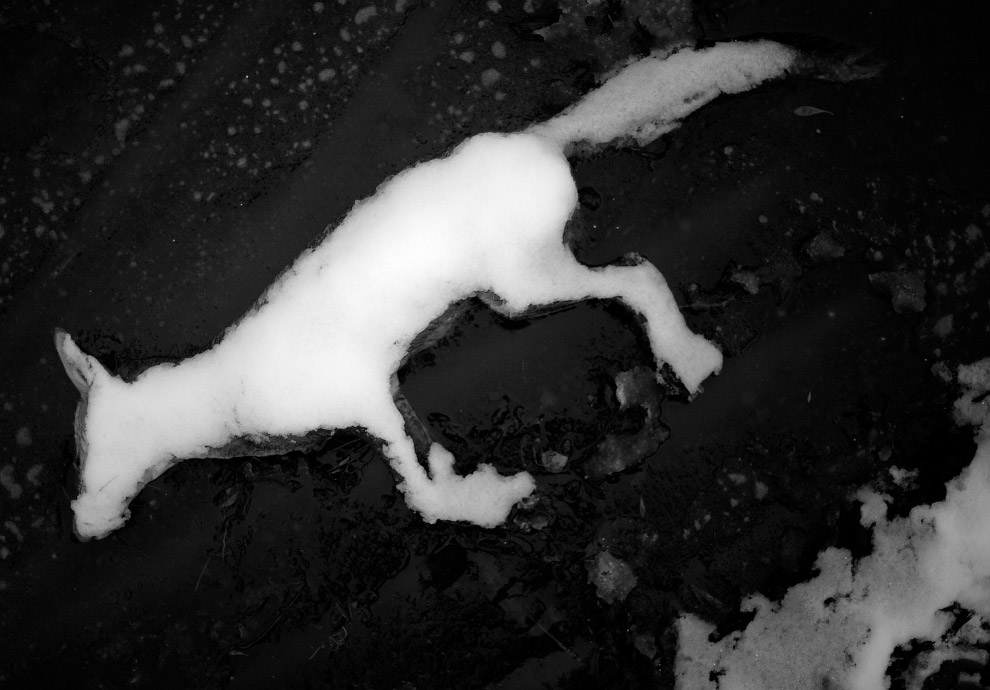 Конкурс фотографий дикой природы