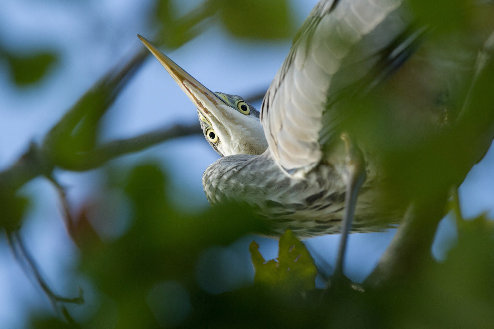 Конкурс фотографий дикой природы
