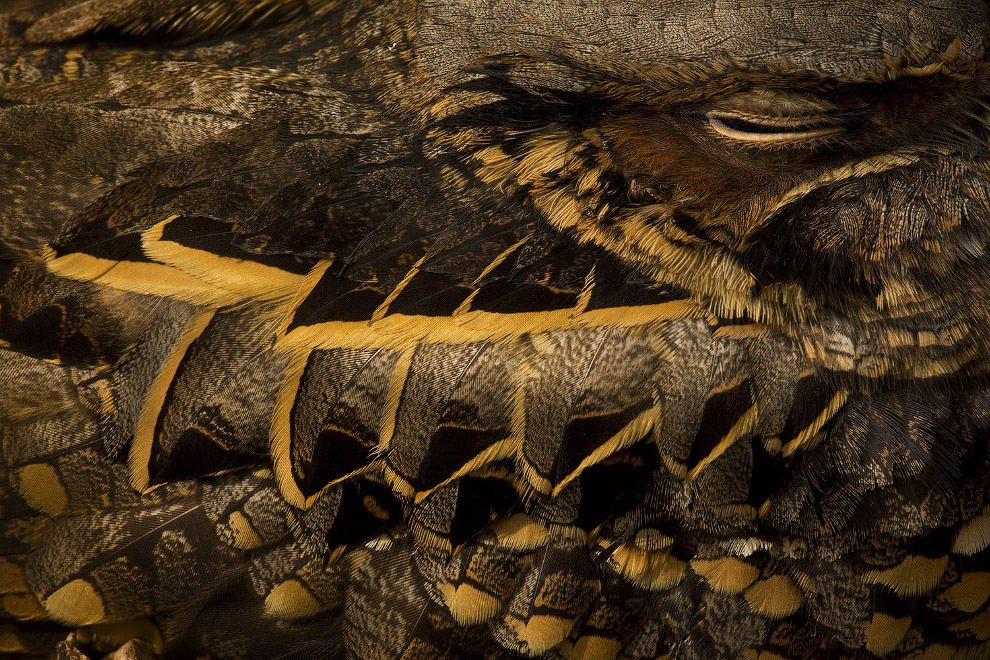 Конкурс фотографий дикой природы