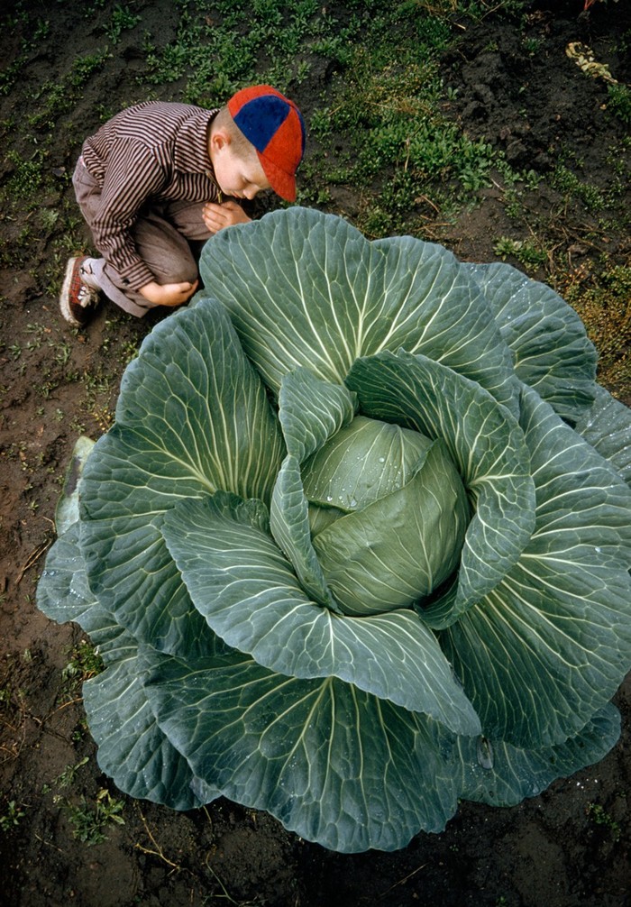 Исторические фотографии, разрушающие стереотипы о размерах привычных вещей Исторические фотографии, разрушающие стереотипы о размерах привычных вещей