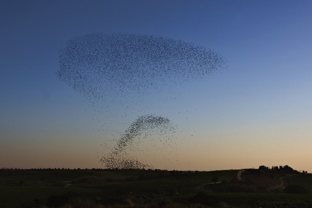 Миграция скворцов