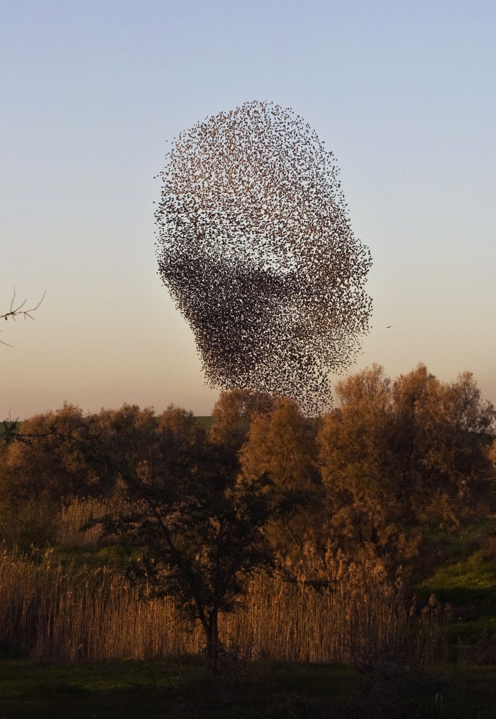 Миграция скворцов