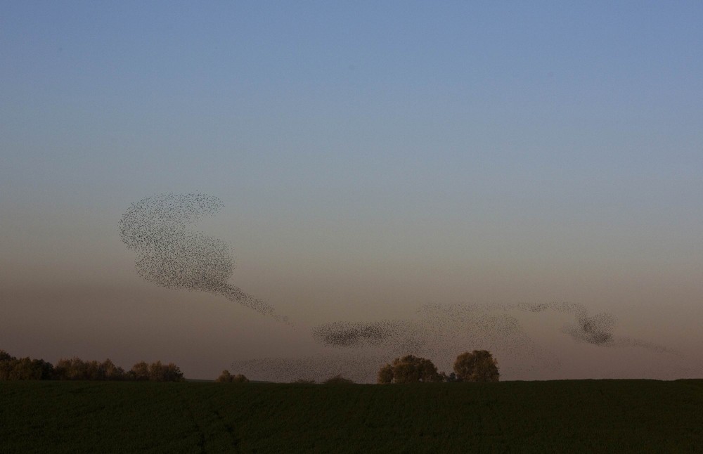 Миграция скворцов