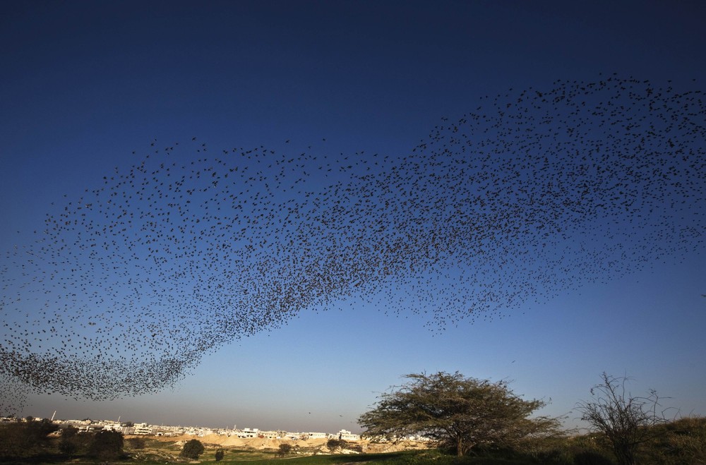 Миграция скворцов