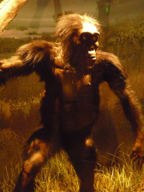 Мифы об эволюции человека (5 фото)