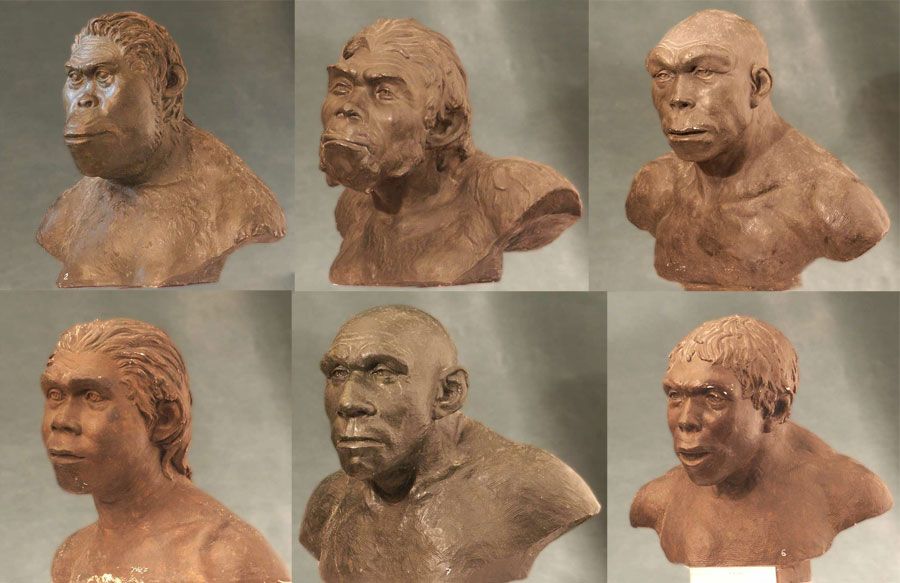 Мифы об эволюции человека (5 фото)