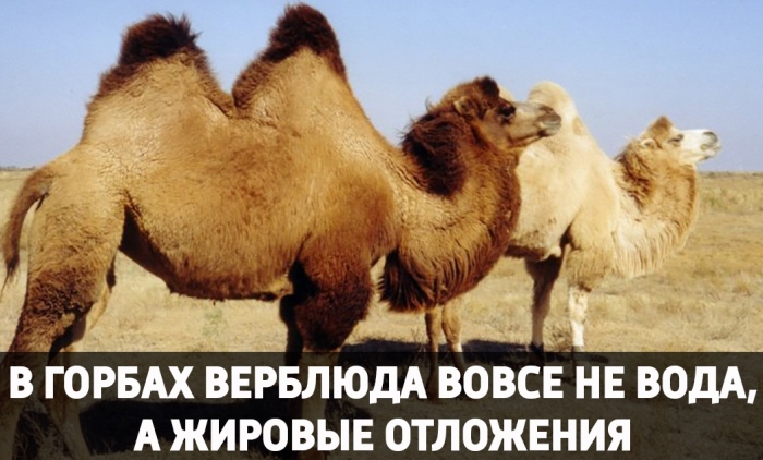 Опровергнутые наукой мифы, в которые верят до сих пор Опровергнутые наукой мифы, в которые верят до сих пор