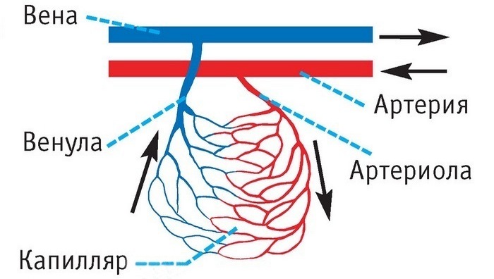 Опровергнутые наукой мифы, в которые верят до сих пор Опровергнутые наукой мифы, в которые верят до сих пор