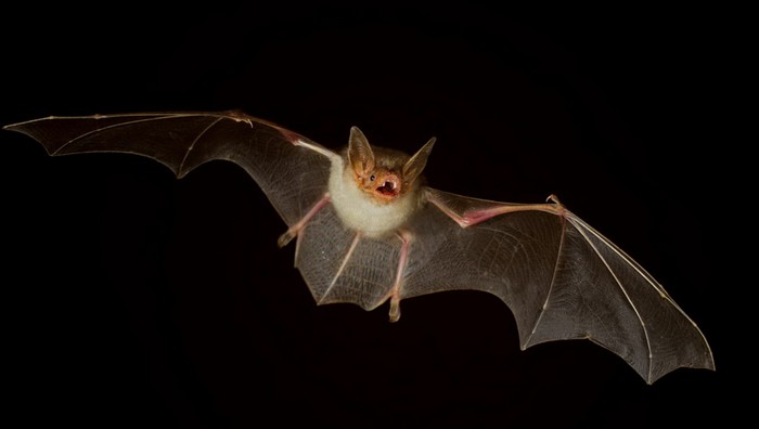 Опровергнутые наукой мифы, в которые верят до сих пор Опровергнутые наукой мифы, в которые верят до сих пор