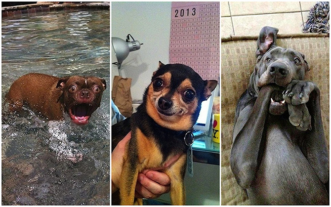 Собаки, которые просто не могут