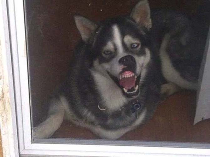 Собаки, которые просто не могут