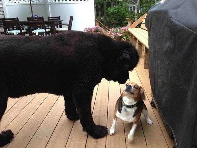 Собаки, которые просто не могут