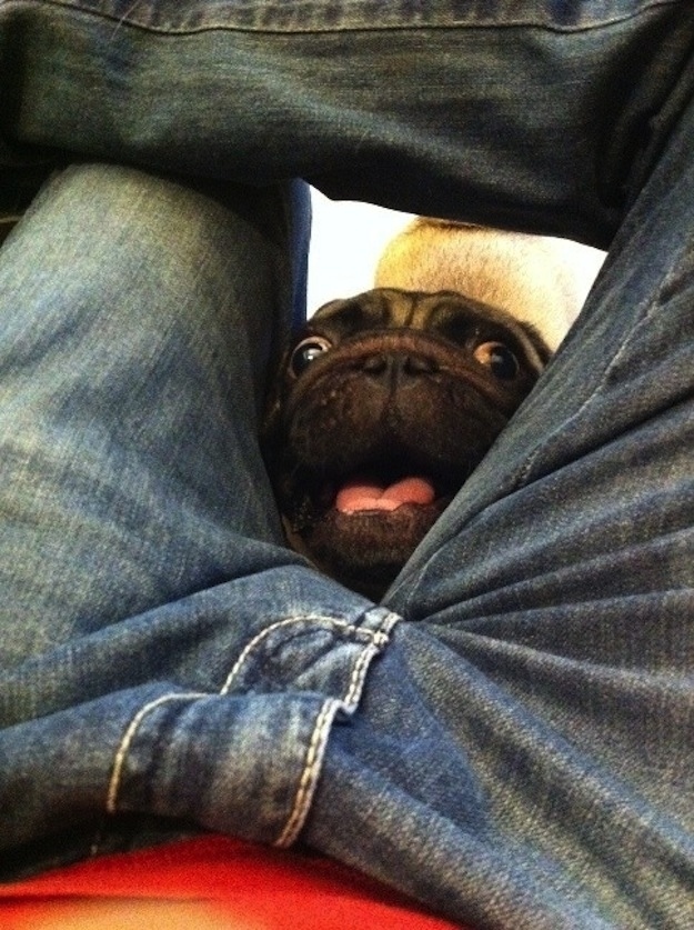 Собаки, которые просто не могут