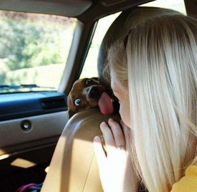 Собаки, которые просто не могут