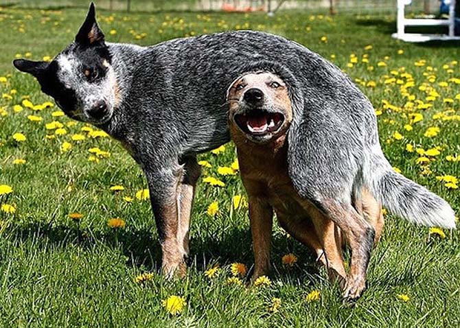 Собаки, которые просто не могут