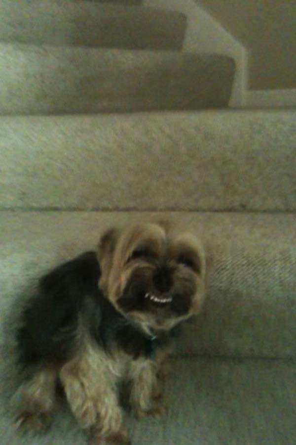 Собаки, которые просто не могут