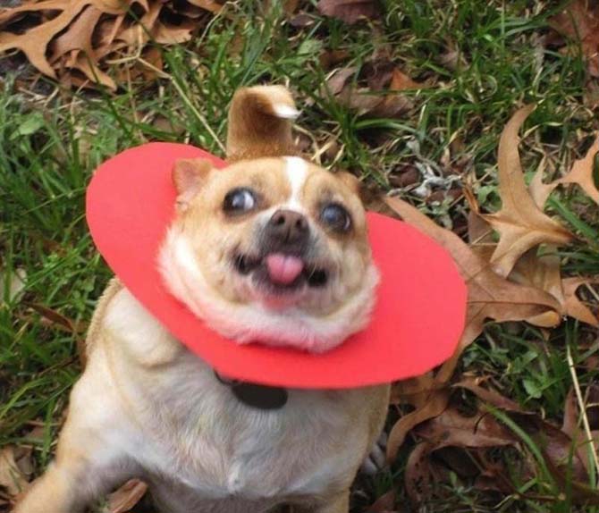 Собаки, которые просто не могут