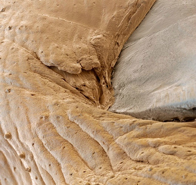 15 удивительных созданий под микроскопом