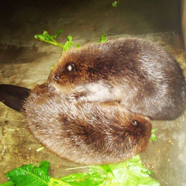 В Воронежском бобронариуме родились бобрята