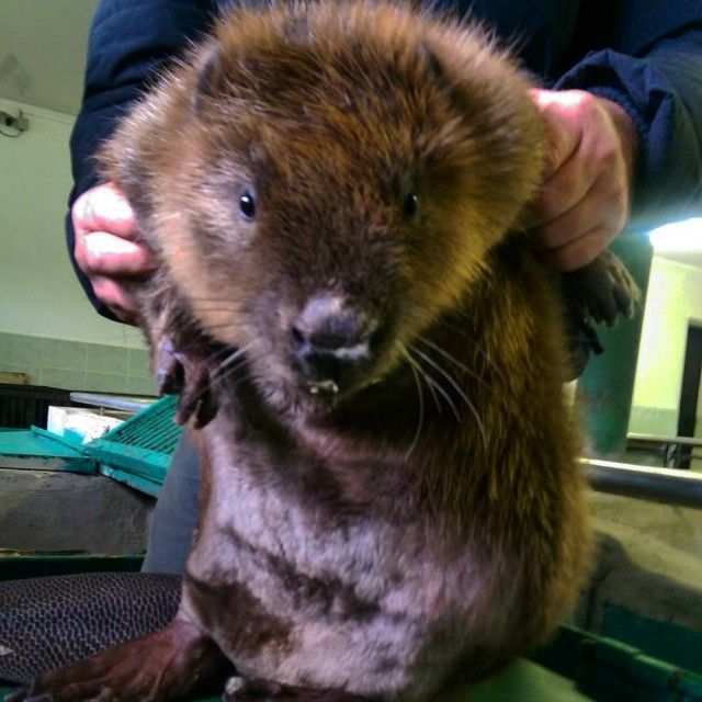 В Воронежском бобронариуме родились бобрята