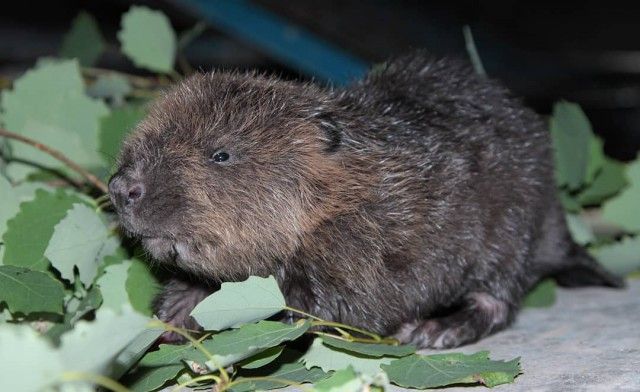 В Воронежском бобронариуме родились бобрята