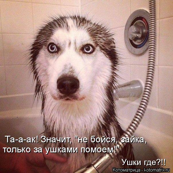 Лучшие котоматрицы недели