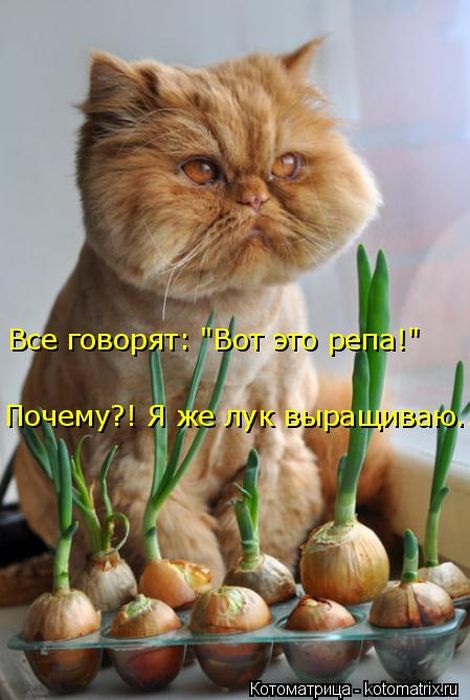 Лучшие котоматрицы недели