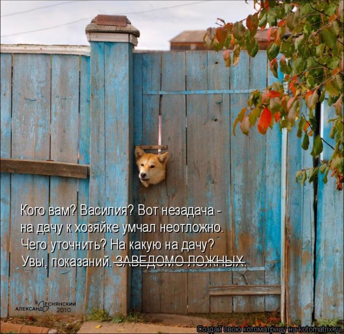 Лучшие котоматрицы недели