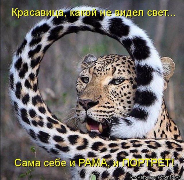 Лучшие котоматрицы недели