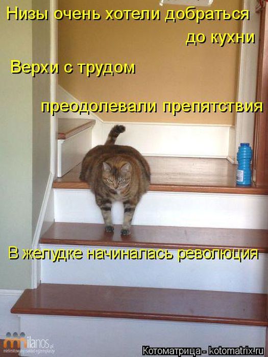 Лучшие котоматрицы недели