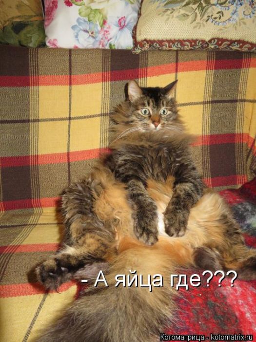 Лучшие котоматрицы недели