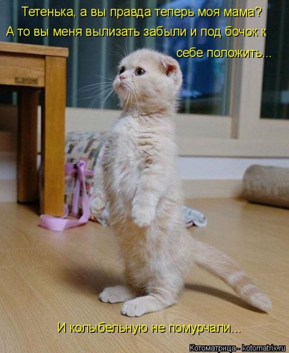 Лучшие котоматрицы недели