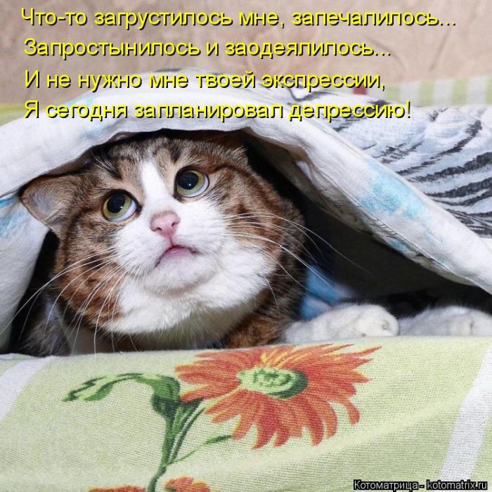 Лучшие котоматрицы недели
