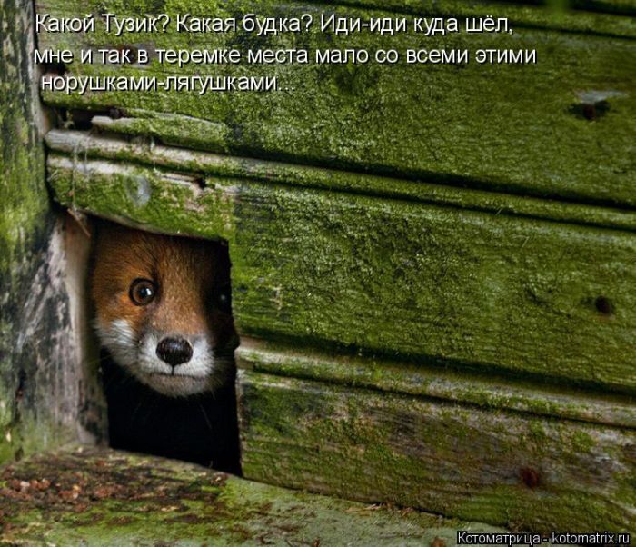 Лучшие котоматрицы недели