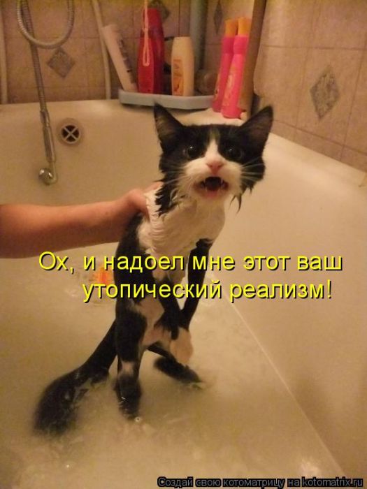 Лучшие котоматрицы недели