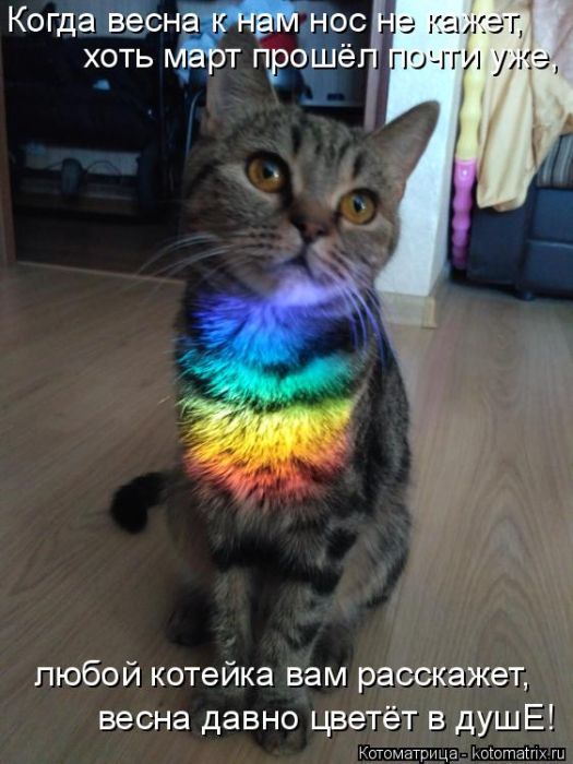 Лучшие котоматрицы недели