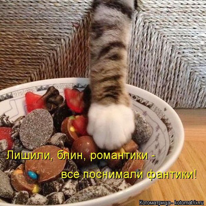 Лучшие котоматрицы недели