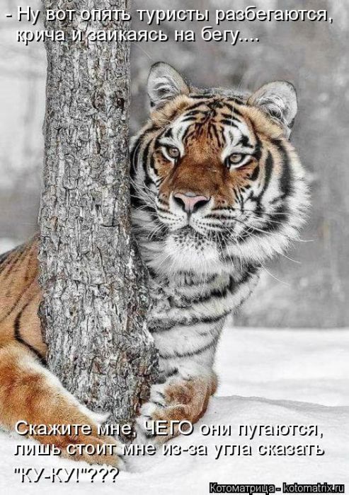 Лучшие котоматрицы недели