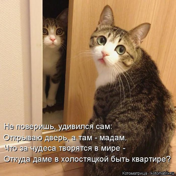 Лучшие котоматрицы недели