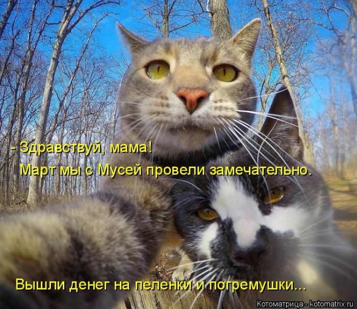 Лучшие котоматрицы недели