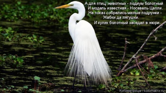 Лучшие котоматрицы недели