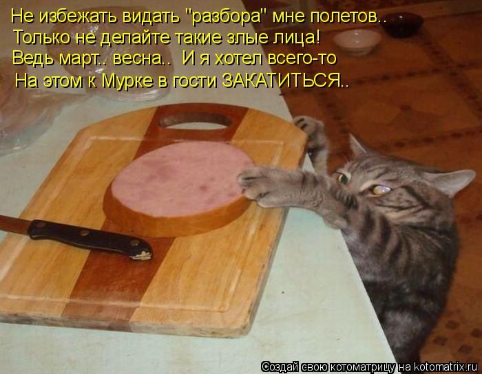 Лучшие котоматрицы недели