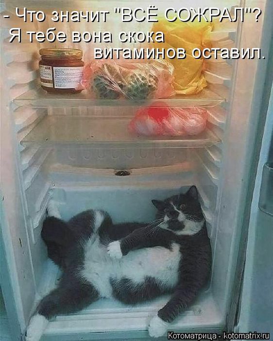 Лучшие котоматрицы недели