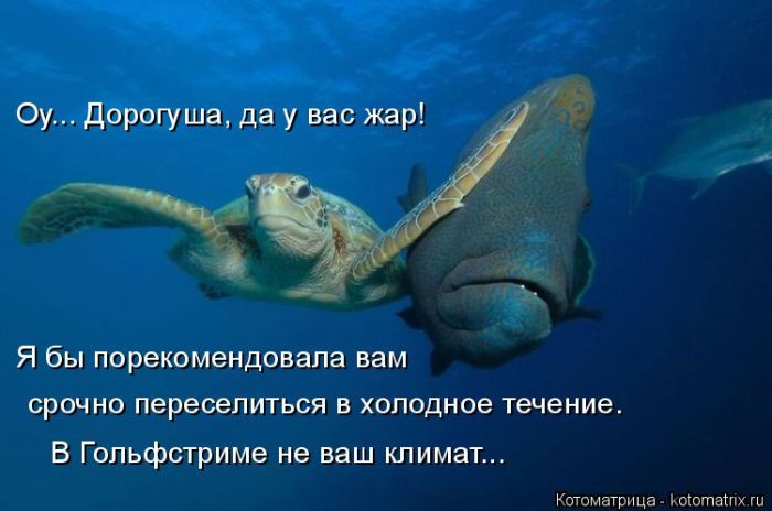 Лучшие котоматрицы недели