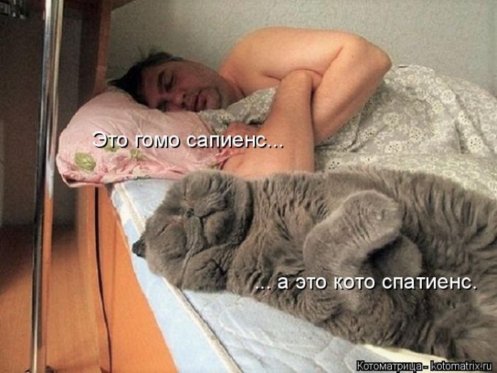 Лучшие котоматрицы недели