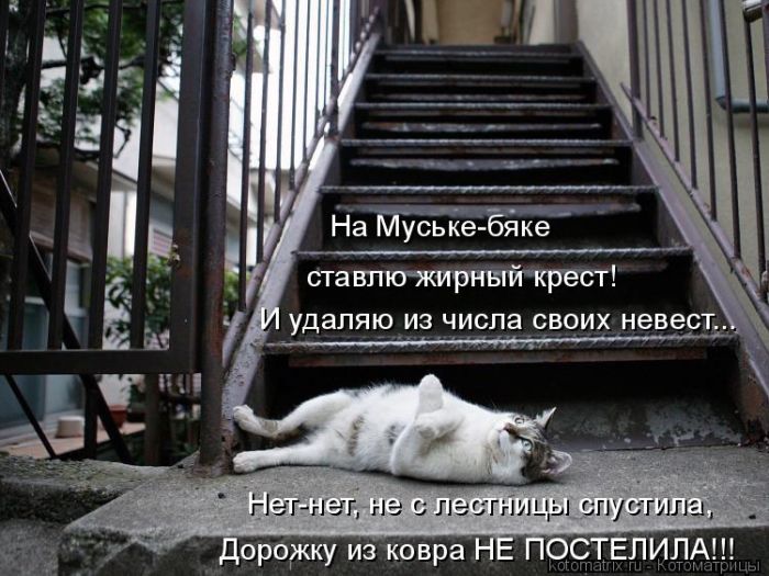 Лучшие котоматрицы недели